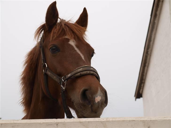 Anden særlig race Supri<3*farvelminengel:'( - igen <3 billede 15