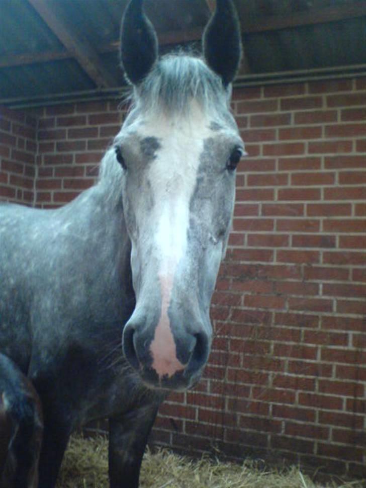 Dansk Varmblod Castella Høm billede 1