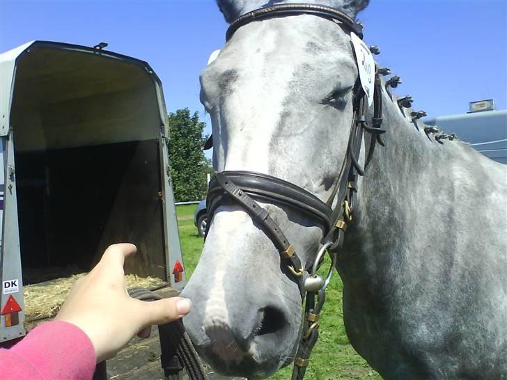Dansk Varmblod Castella Høm billede 2