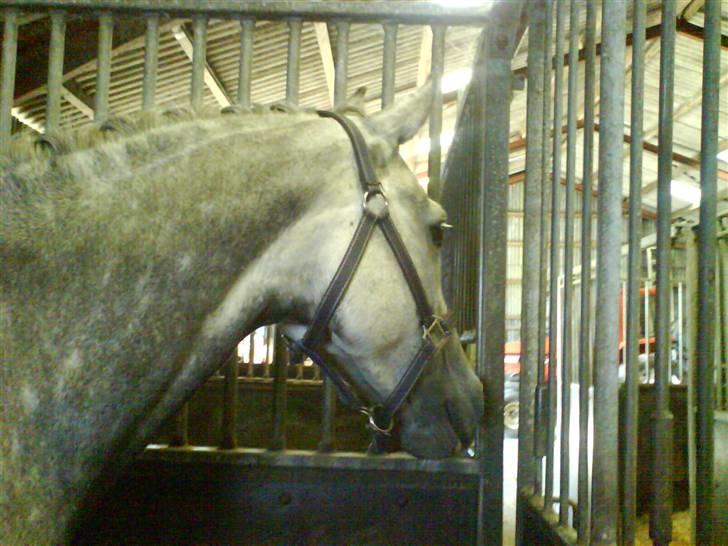 Dansk Varmblod Castella Høm billede 3