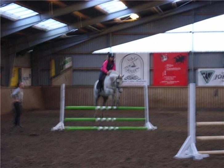 Dansk Varmblod R.I.P Lee-løgum Høm billede 1