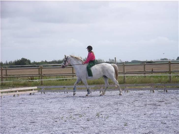 Dansk Varmblod R.I.P Lee-løgum Høm billede 2