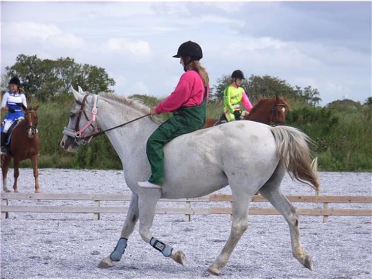 Dansk Varmblod R.I.P Lee-løgum Høm billede 3