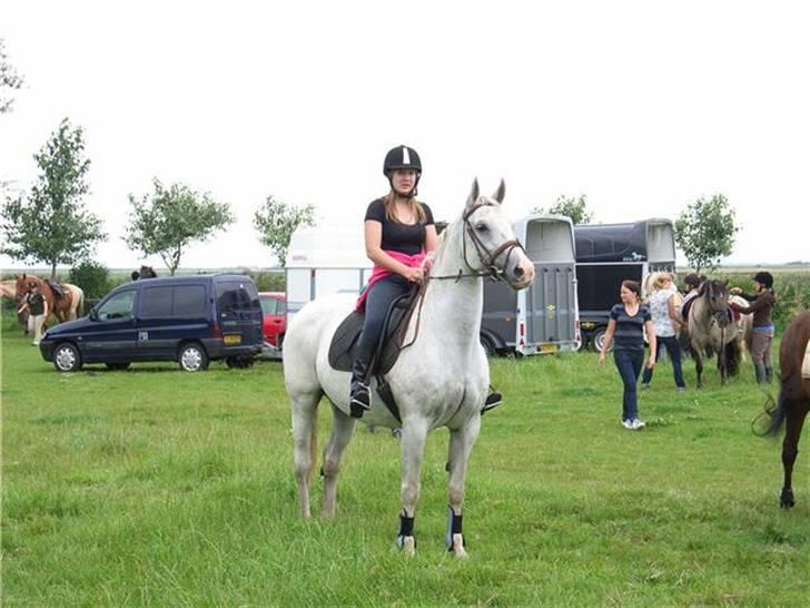 Dansk Varmblod R.I.P Lee-løgum Høm billede 4