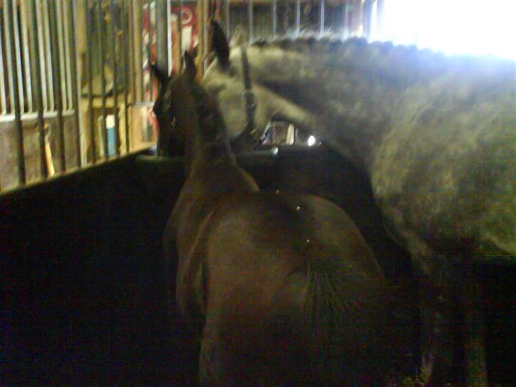 Dansk Varmblod Castella Høm billede 4