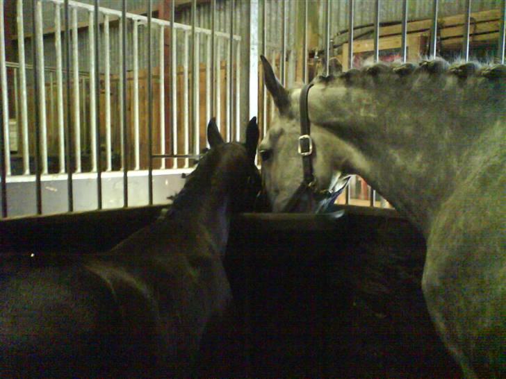 Dansk Varmblod Castella Høm billede 5