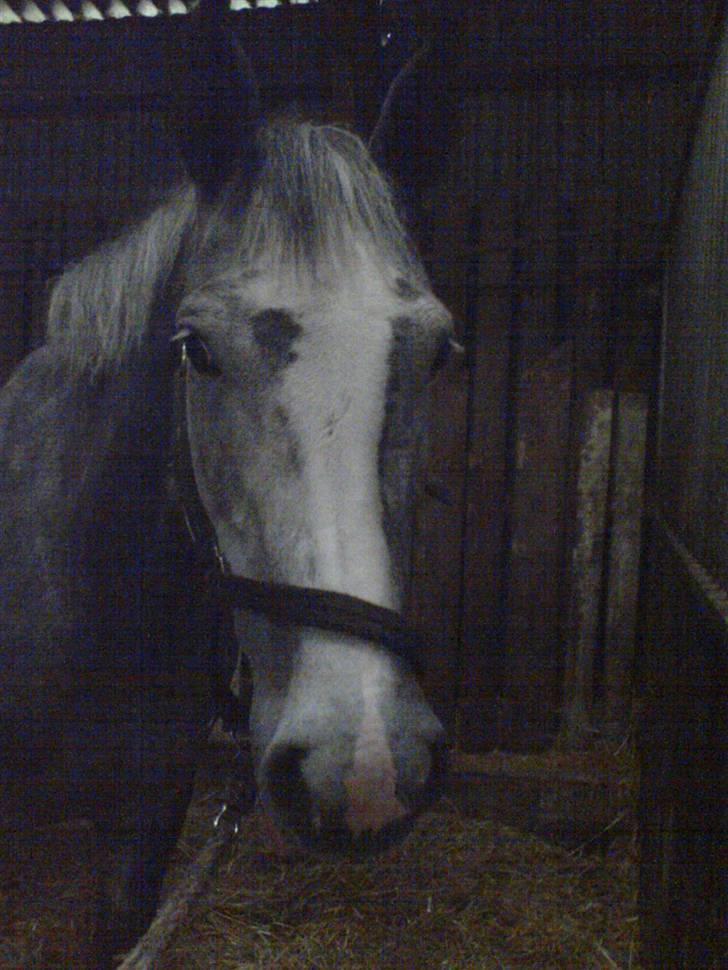 Dansk Varmblod Castella Høm billede 6