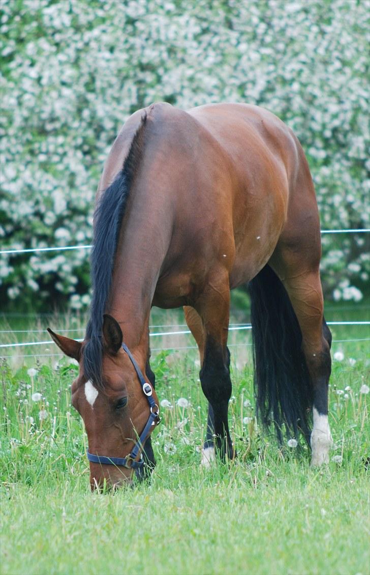 Oldenborg Cornelia - Nellie billede 1