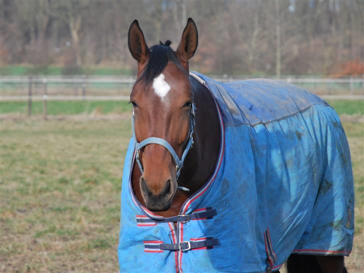 Oldenborg Cornelia - Nelle på en smuk vinter morgen billede 2