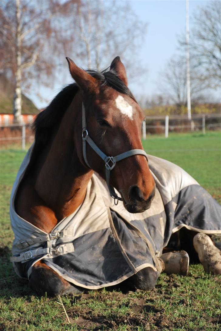 Oldenborg Cornelia - Nellie slapper af i solen, nov 09 billede 4