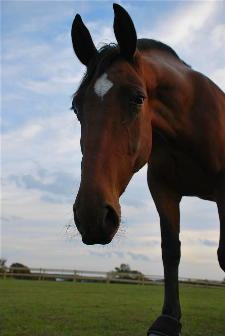 Oldenborg Cornelia - Mit dejlige pruh-dyr billede 5