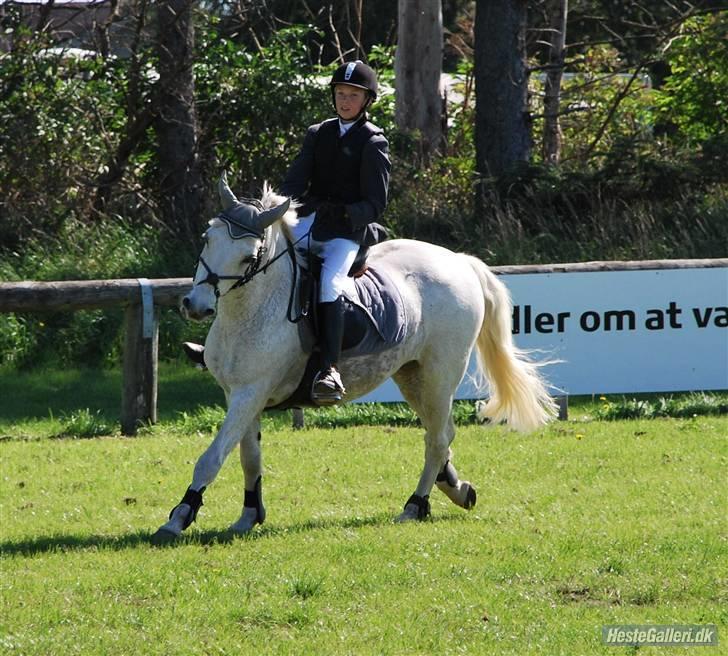 Connemara RIPMajgaardens Navigator  billede 9