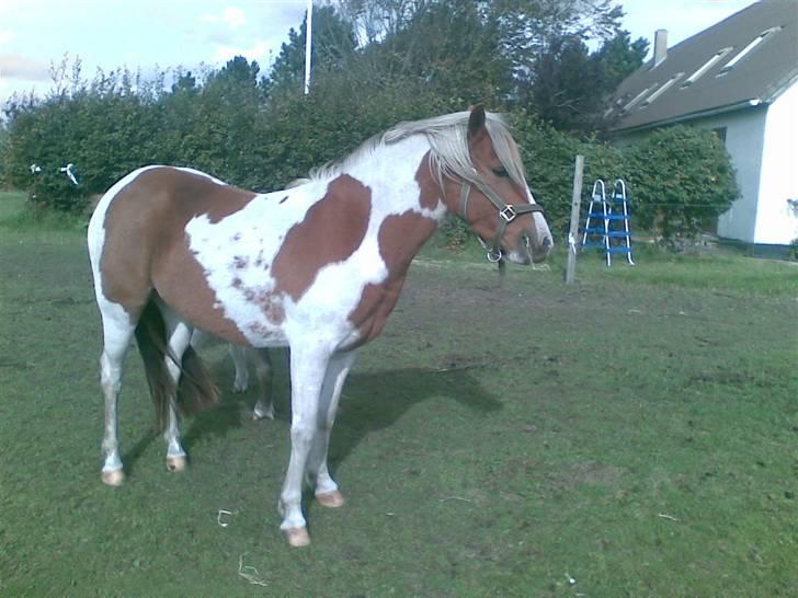 Pinto Luke <3 ( SOLGT :'( ) billede 12