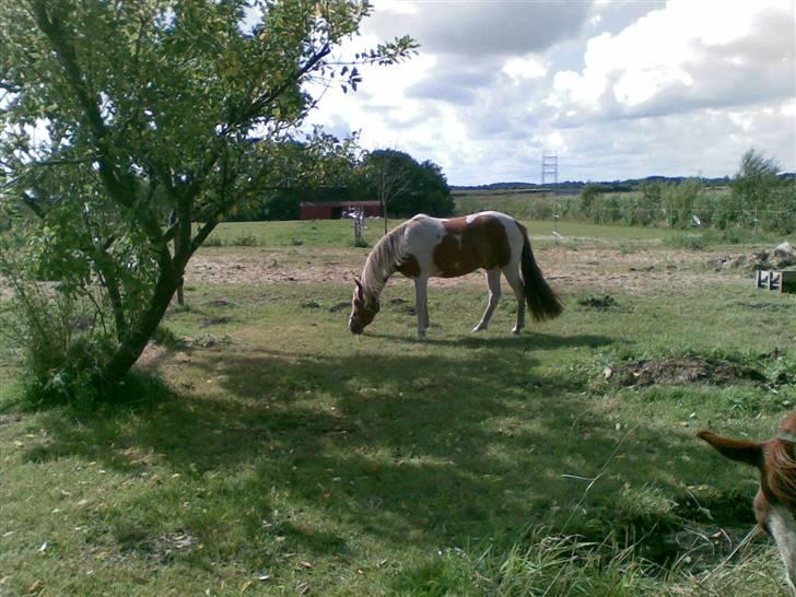 Pinto Luke <3 ( SOLGT :'( ) billede 13