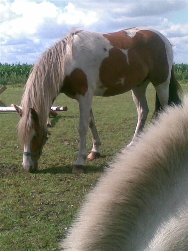 Pinto Luke <3 ( SOLGT :'( ) billede 14