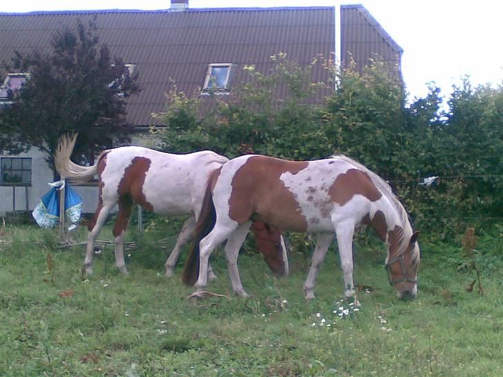 Pinto Luke <3 ( SOLGT :'( ) billede 15