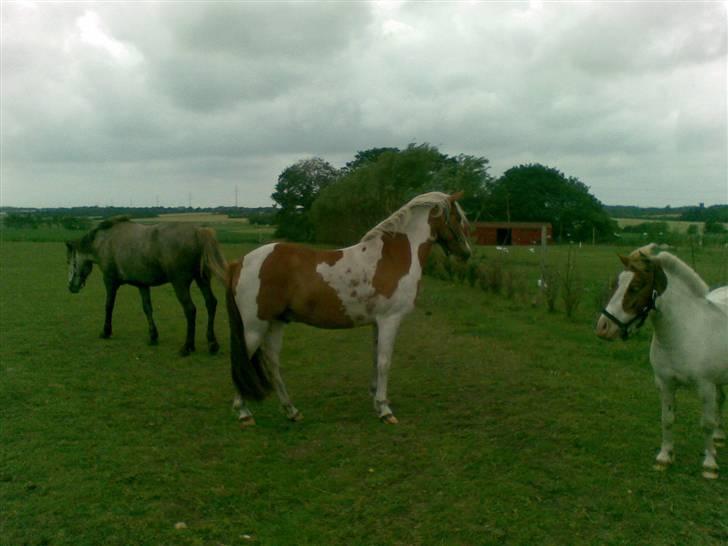 Pinto Luke <3 ( SOLGT :'( ) billede 16