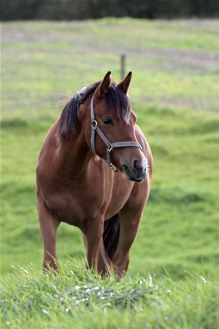 Anden særlig race helleruphus celeste - celeste 13 måneder gammel billede 11