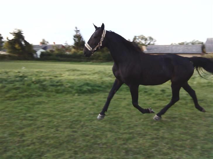 Traver My hella . - HALLØJ, KOM DU DER! billede 6