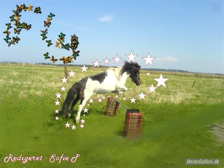 Shetlænder Skovgaards Lotte R.I.P. billede 8