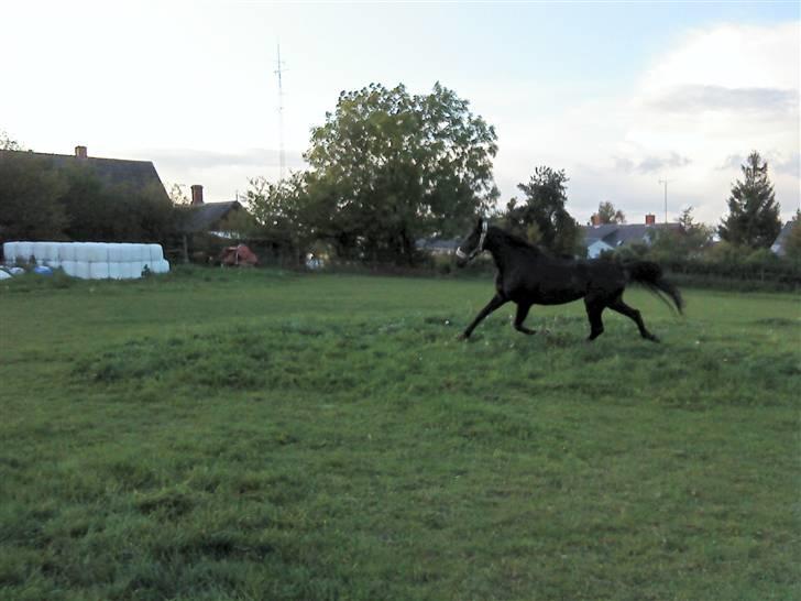 Traver My hella . - det ser sjovt ud, hun er ved at vende.. :P billede 7