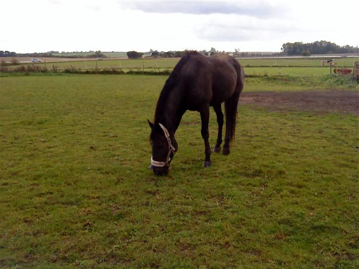 Traver My hella . - græsgræs og atter græs :P billede 9