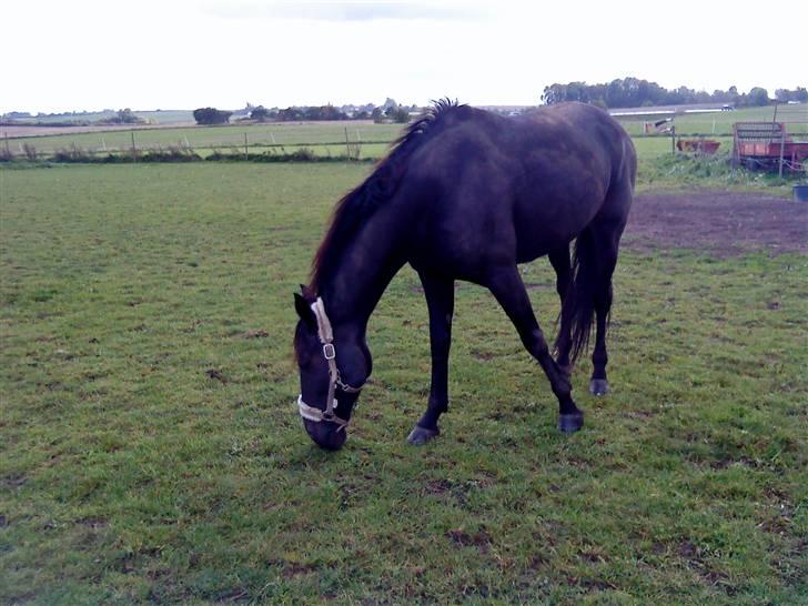 Traver My hella . - hmm ja, græs  (: billede 10