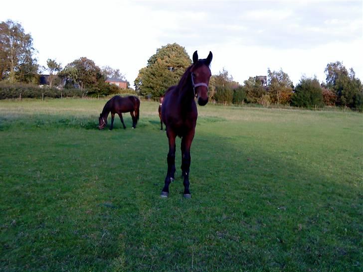 Traver Raket Jenle - ´´ det var ikke mig´´ udtrykke (: billede 1