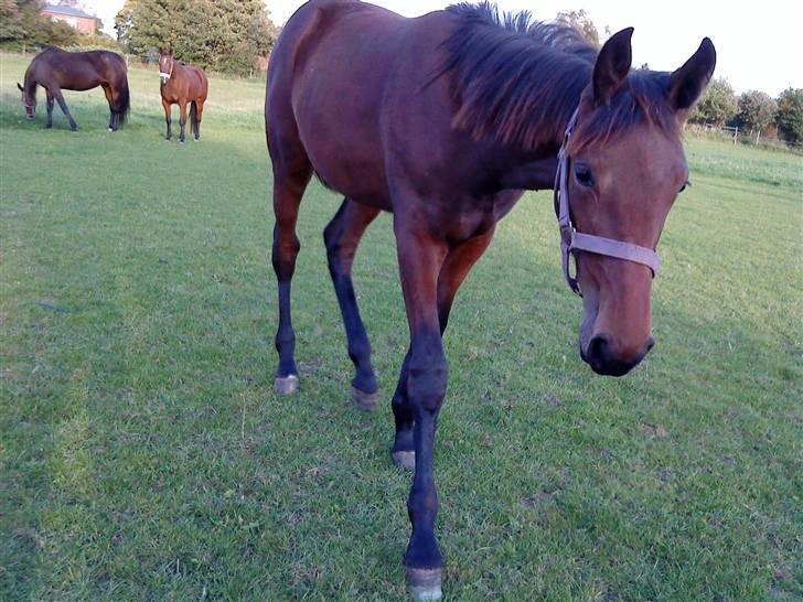 Traver Raket Jenle - ´´hmm.. mon hun stadig har de æbler?´´ billede 2