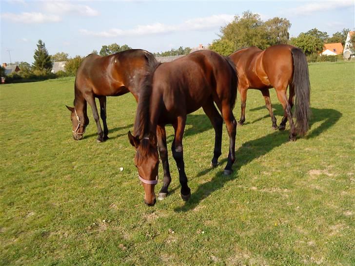 Traver Raket Jenle - raket :D billede 3