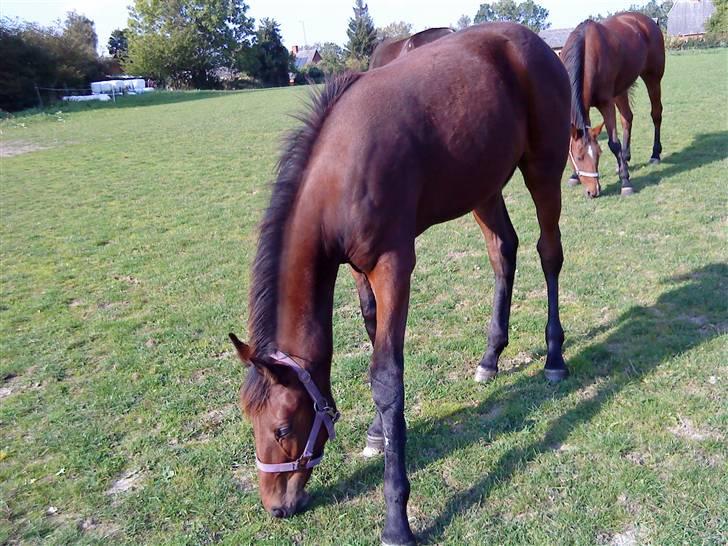 Traver Raket Jenle - :D:D billede 4