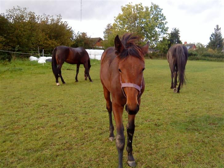 Traver Raket Jenle - Hej pony i: billede 5