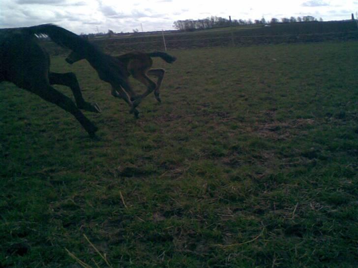 Traver Raket Jenle - her er hun 6 dage gammel, og tager sig lige en løbe tur med mor :P billede 6