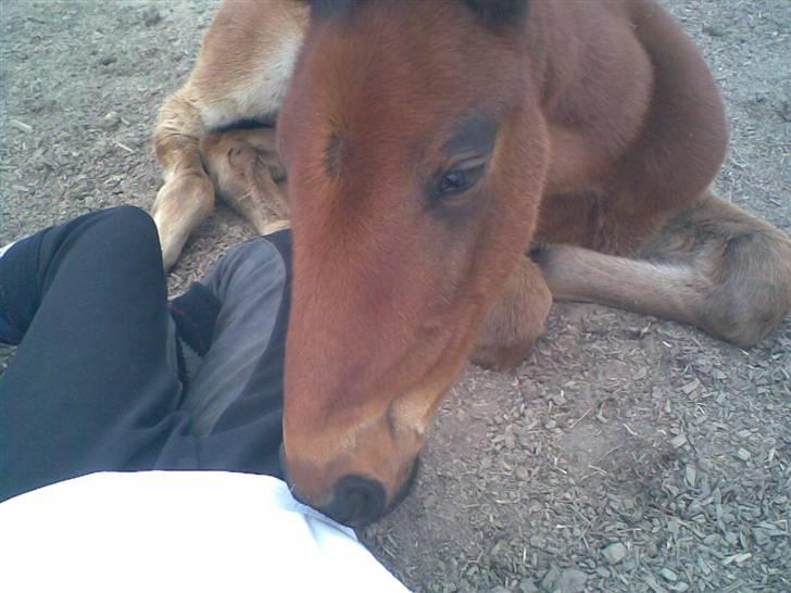 Traver Raket Jenle - Her ligger jeg med raket.. hvis i kan se det (: billede 7