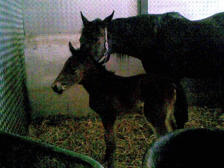 Traver Raket Jenle - Første dag på jorden i: billede 8