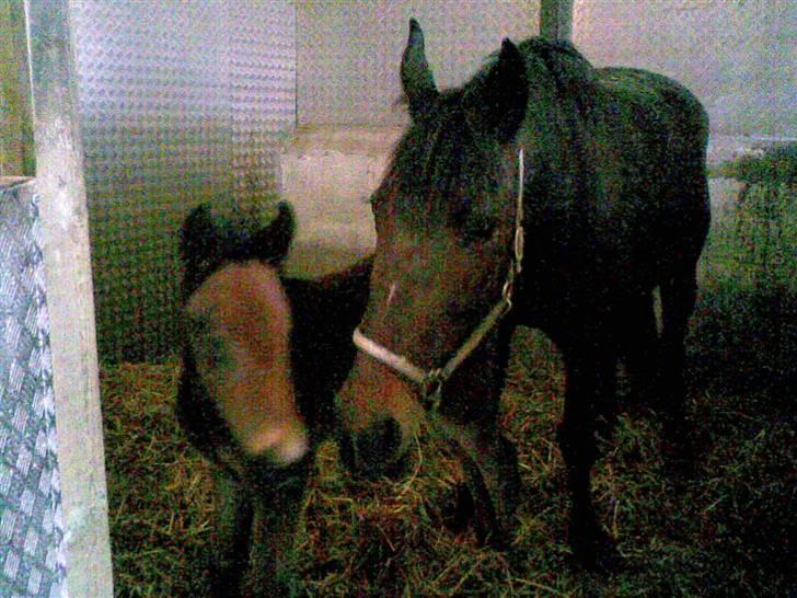 Traver Raket Jenle - Raket og elin. billede 9