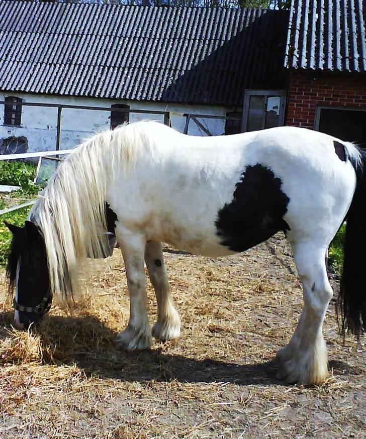 Irish Cob Holms  Emmely - Drægtige Emmely billede 7