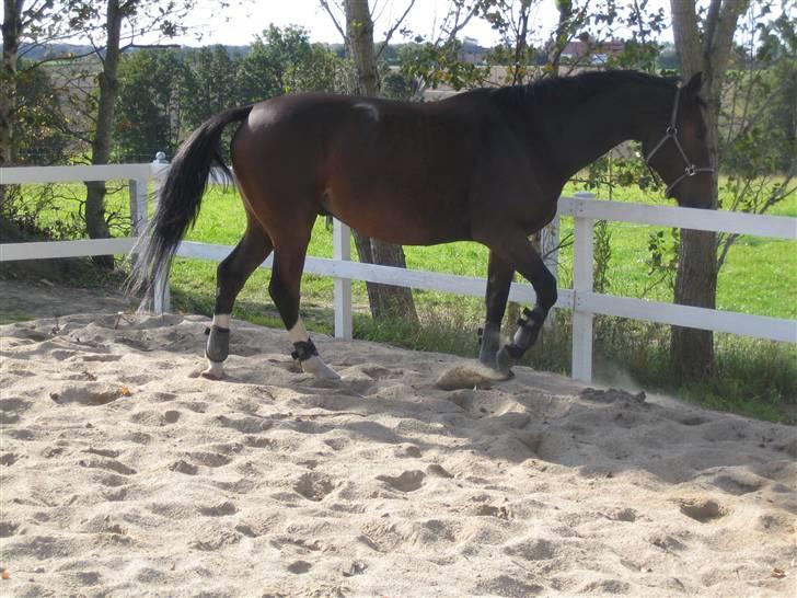 Anden særlig race Alonso (solgt) billede 2