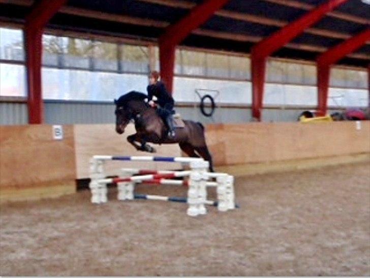 Anden særlig race Stella (solgt) - [10] Spring d. 11 februar første gang vi springer igen i omkring et halvt år, og første gang vi vi springer sammen med Henning Lang. Stella var bare rigtig sød <3 ;)  billede 10