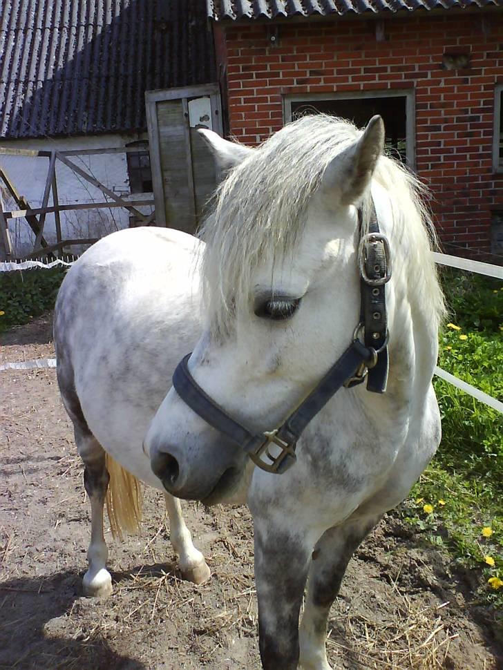 Welsh Mountain (sec A) Maylie Melissa - solgt - min lille pony Melissa også kaldt lissen billede 2