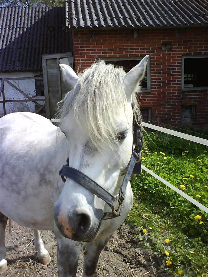 Welsh Mountain (sec A) Maylie Melissa - solgt - her er lissen så igen billede 3