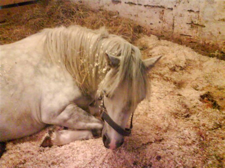 Welsh Mountain (sec A) Maylie Melissa - solgt - imens hun foler billede 4