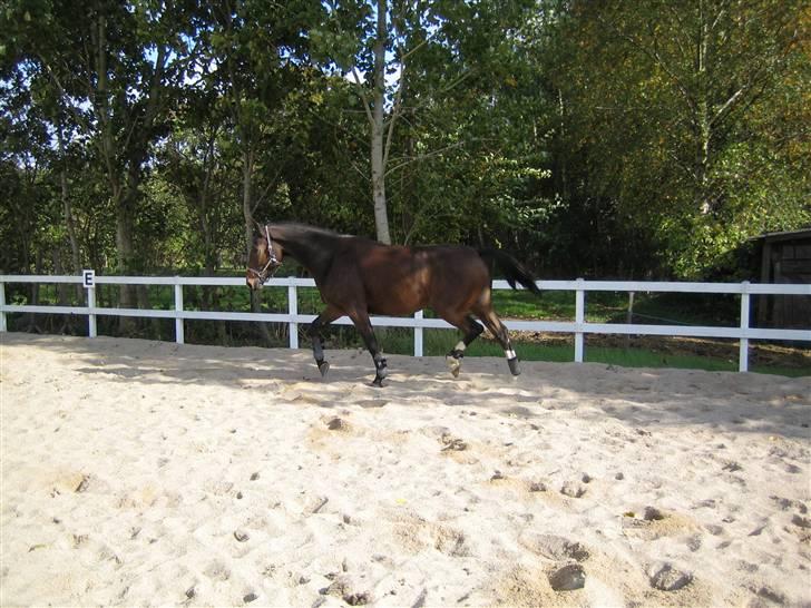 Anden særlig race Alonso (solgt) - Han kan flytte benene..... billede 4