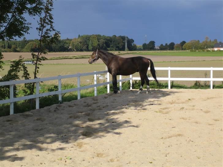 Anden særlig race Alonso (solgt) billede 5