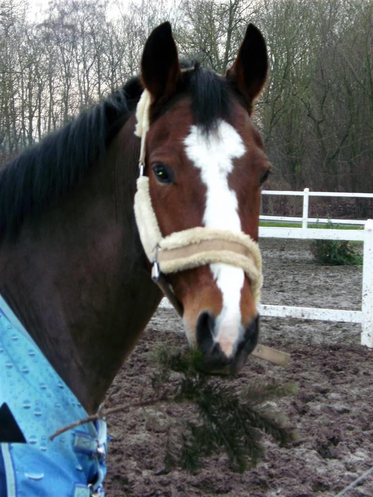 Anden særlig race Tiffani - Mit ynglingsbillede af Tiffani billede 1