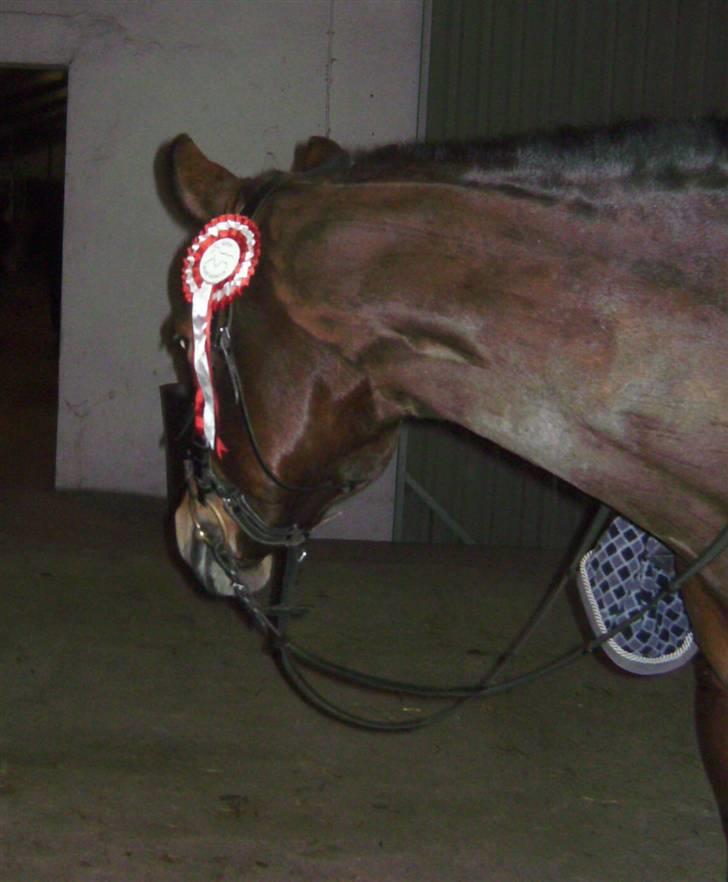 Anden særlig race Tiffani - Jeg vandt en flot rød sløjfe !!! billede 2