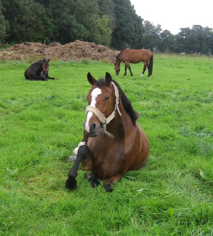 Anden særlig race Tiffani - Tiffani tager en slapper billede 5