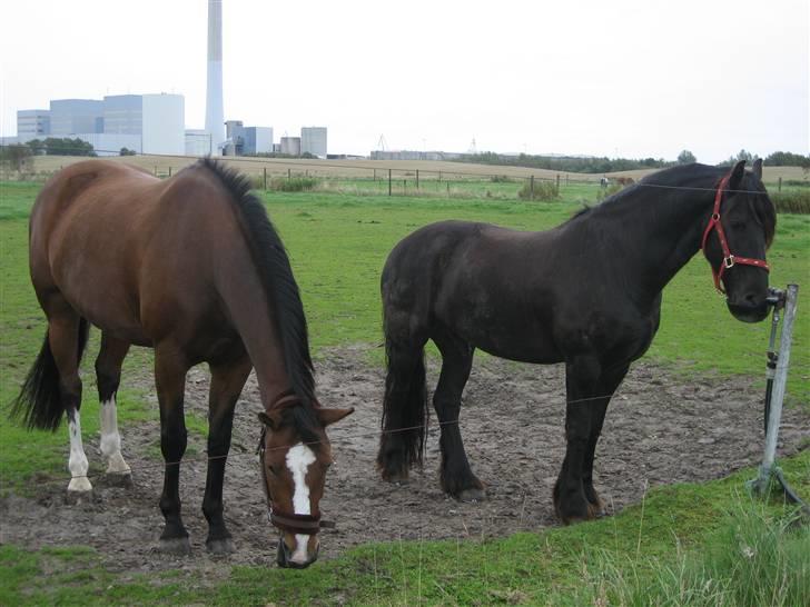 Anden særlig race Tiffani - Tiffani og Fritz billede 6