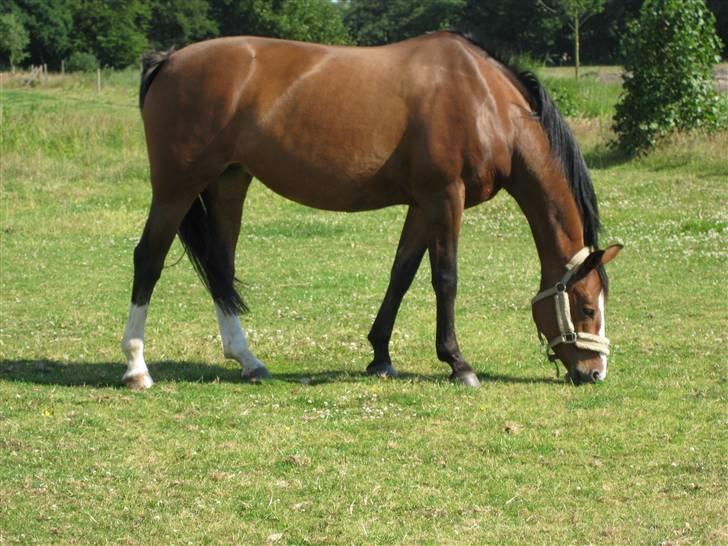 Anden særlig race Tiffani - Tiffani nyder græsset og det gode sommervejr billede 7