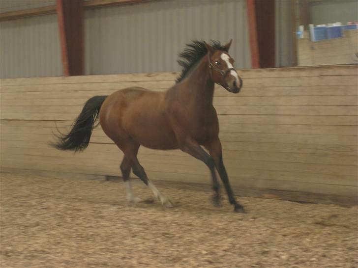 Anden særlig race Tiffani - Det er dejligt med en rask lille løbetur billede 8